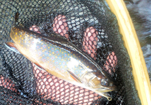 Nice Brookie from George