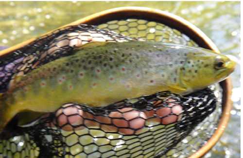 Nice brown landed by Joel in NY State